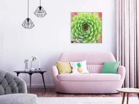 Αφίσα - Stone Rose (Square) - 50x50 - Μαύρο - Με πασπαρτού