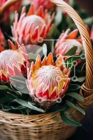 Σετ των 2 Intra Συλλεκτικό Ξύλινο Παζλ Plywood 4mm - Φρέσκα λουλούδια Protea σε ψάθινο καλάθι Σε Ξύλινο Κουτί - Διαστάσεις: 10x10 cm – 25 κομμάτια