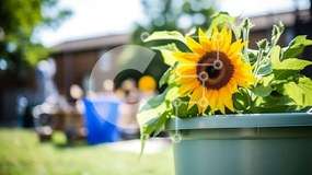 Intra Συλλεκτικό Ξύλινο Παζλ Plywood 4mm - Ηλίανθος σε γλάστρα στο γρασίδι Σε Ξύλινο Κουτί - Διαστάσεις: 10x10 cm – 25 κομμάτια