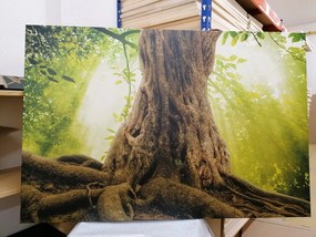 Εικόνα ρίζα δέντρου - 120x80