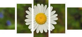 Εικόνα 5 μερών λουλούδι μαργαρίτας - 100x50