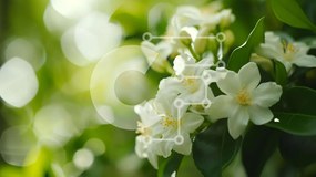 Intra Συλλεκτικό Ξύλινο Παζλ Plywood 4mm - Γκρο πλαν ανθισμένα λευκά λουλούδια Σε Ξύλινο Κουτί - Διαστάσεις: 10x10 cm – 25 κομμάτια