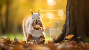 Intra Συλλεκτικό Ξύλινο Παζλ Plywood 4mm - Σκίουρος που τρώει το μήλο στο φθινοπωρινό δάσος Σε Ξύλινο Κουτί - Διαστάσεις: 10x10 cm – 25 κομμάτια