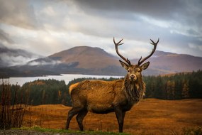 Φωτογραφία Scottish Stag, Adrian Popan