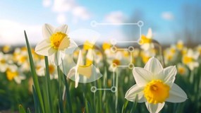 Intra Συλλεκτικό Ξύλινο Παζλ Plywood 4mm - Πεδίο με ανθισμένους νάρκισσους την άνοιξη Σε Ξύλινο Κουτί - Διαστάσεις: 10x10 cm – 25 κομμάτια