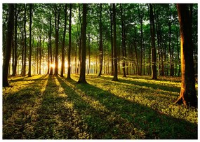 Φωτοταπετσαρία - Spring: Morning in the Forest 150x105