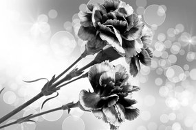 Εικόνα λουλουδιού γαρύφαλλου σε ασπρόμαυρο