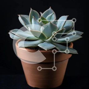 Intra Συλλεκτικό Ξύλινο Παζλ Plywood  4mm - Παχύφυτο σε γλάστρα σε μαύρο φόντο Σε Ξύλινο Κουτί - Διαστάσεις: 10x10 cm – 25 κομμάτια