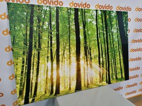 Εικόνα καταπράσινο δάσος - 90x60
