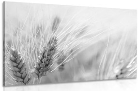 Εικόνα ενός χωραφιού με σιτάρι σε ασπρόμαυρο - 90x60