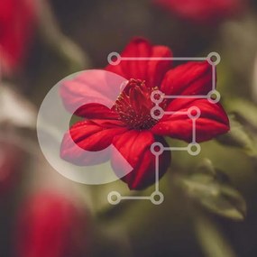 Intra Συλλεκτικό Ξύλινο Παζλ Plywood 4mm - Ζωντανό κόκκινο λουλούδι σε άνθιση Σε Ξύλινο Κουτί - Διαστάσεις: 10x10 cm – 25 κομμάτια