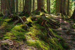 Φωτογραφία Sunny spring forest in Carpathian mountains., Mny-Jhee