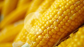 Σετ των 2 Intra Συλλεκτικό Ξύλινο Παζλ Plywood 4mm - Κοντινή όψη των στοιβαγμένων στάχυα Σε Ξύλινο Κουτί - Διαστάσεις: 10x10 cm – 25 κομμάτια