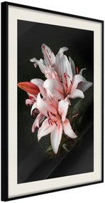 Αφίσα - Pale Pink Lilies - 40x60 - Μαύρο - Με πασπαρτού