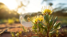 Intra Συλλεκτικό Ξύλινο Παζλ Plywood 4mm - Μονό κίτρινο λουλούδι σε απομονωμένη περιοχή Σε Ξύλινο Κουτί - Διαστάσεις: 10x10 cm – 25 κομμάτια