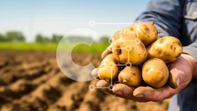 Intra Συλλεκτικό Ξύλινο Παζλ Plywood 4mm - Άτομο που κρατά τσαμπιά πατάτες στο χωράφι Σε Ξύλινο Κουτί - Διαστάσεις: 10x10 cm – 25 κομμάτια