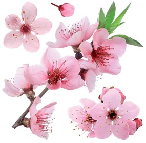 Cherry Blossom αυτοκόλλητα τοίχου βινυλίου (54327) - 54327