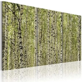 Πίνακας - A forest of birch trees - 60x40