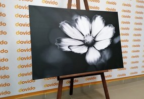 Εικόνα πατάτες με λουλούδια κήπου σε μαύρο & άσπρο - 60x40