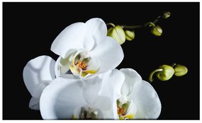 Φωτοταπετσαρία - Phalaenopsis 450x270