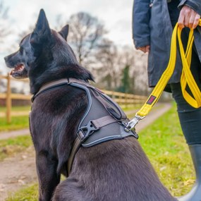 Λουρί Σκύλου Company of Animals L