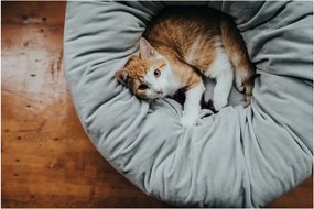 Κρεβάτιγια Σκύλους Hunter MIRANDA Ανθρακί 50 x 50 cm