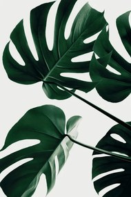 Εικονογράφηση Monstera Natural 43, Studio Collection