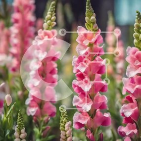 Intra Συλλεκτικό Ξύλινο Παζλ Plywood 4mm - Ομάδα ροζ λουλουδιών σε ένα χωράφι Σε Ξύλινο Κουτί - Διαστάσεις: 10x10 cm – 25 κομμάτια