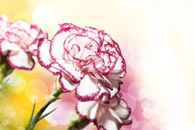 Εικόνα όμορφα λουλούδια γαρύφαλλου - 120x80
