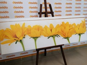 Εικόνα όμορφα κίτρινα λουλούδια - 150x50