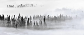 Φωτογραφία Foggy Forest, Mei Xu