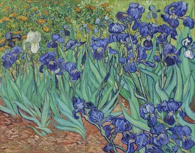 Αναπαραγωγή Ίριδες, Vincent van Gogh