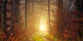 Φως εικόνας στο δάσος - 120x60