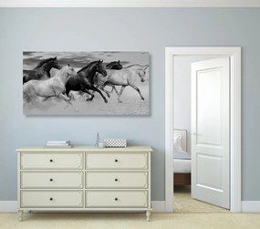 Εικόνα μιας αγέλης αλόγων σε μαύρο & άσπρο
