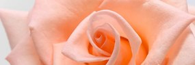 Λεπτομέρεια εικόνας ενός τριαντάφυλλου ροδάκινου - 150x50