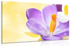 Εικόνα λουλουδιών σε ένα άγγιγμα της άνοιξης - 120x80