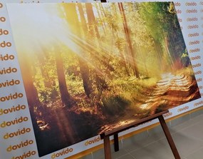 Εικόνα ηλιαχτίδες στο δάσος - 60x40