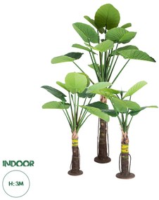20089 GloboStar® Artificial Garden TARO SET 20089 Τεχνητό Διακοσμητικό Σετ Φυτών Κολοκασία A:Υ300cm B:Υ210cm C:Υ160cm