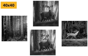 Σετ εικόνων με ζώα του δάσους σε μαύρο & άσπρο - 4x 60x60