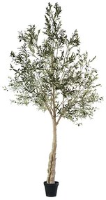 MarHome ΔΕΝΤΡΟ ΕΛΙΑΣ ΣΕ ΓΛΑΣΤΡΑ ΣΥΝΑΡΜΟΛΟΓΟΥΜΕΝΟ - Υ300cm 1/KIB  04-23805