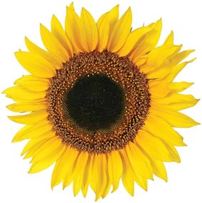 Sunflower αυτοκόλλητα τοίχου βινυλίου (54106)