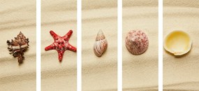 Εικόνα 5 μερών Κοχύλια σε μια αμμώδη παραλία
