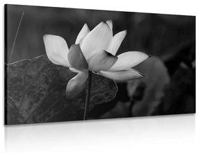 Εικόνα ενός ευαίσθητου λουλουδιού λωτού σε ασπρόμαυρο - 90x60
