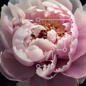 Intra Συλλεκτικό Ξύλινο Παζλ Plywood 4mm - Όμορφη κοντινή εικόνα ενός λουλουδιού ροζ παιώνιας Σε Ξύλινο Κουτί - Διαστάσεις: 10x10 cm – 25 κομμάτια