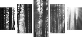 Δάσος με εικόνα 5 μερών λουσμένο στον ήλιο σε ασπρόμαυρο - 200x100