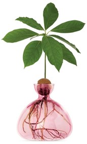 Βάζο Για Ανάπτυξη Καρπού Αβοκάντο 003-1 15x15cm Rose Pink Ilex Studio Glass