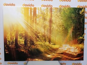 Εικόνα ηλιαχτίδες στο δάσος - 60x40