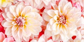 Εικόνα παστέλ λουλούδια ντάλια - 120x60