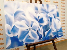 Εικόνα λουλουδιών ορτανσίας σε μπλε λευκή απόχρωση - 120x80