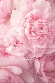 Σετ των 2 Intra Συλλεκτικό Ξύλινο Παζλ Plywood  4mm - Απαλές ροζ παιώνιες σε άνθιση Σε Ξύλινο Κουτί - Διαστάσεις: 10x10 cm – 25 κομμάτια